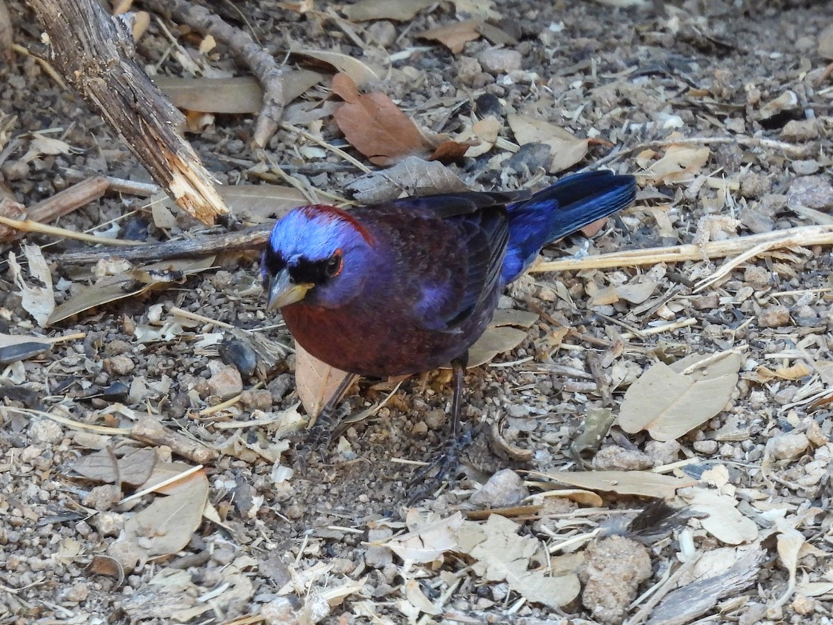 Varied Bunting - ML643631148