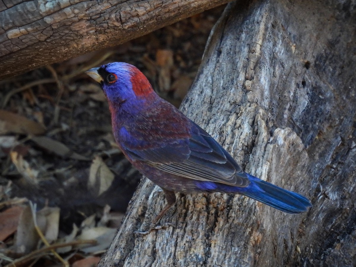 Varied Bunting - ML643631149
