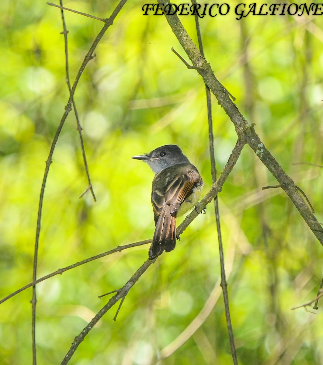 Brown-crested Flycatcher - ML643631153