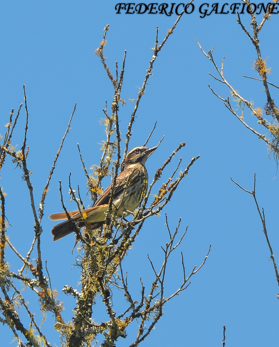 Variegated Flycatcher - ML643631162
