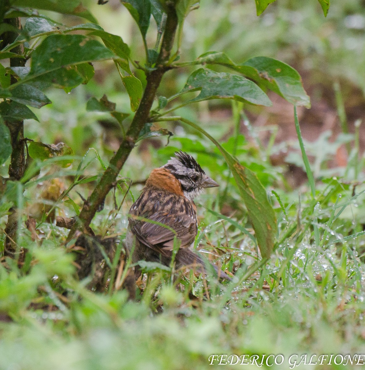 Rufous-collared Sparrow - ML643631167