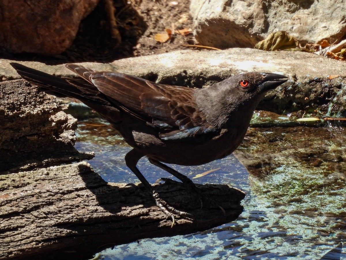Bronzed Cowbird - ML643631173