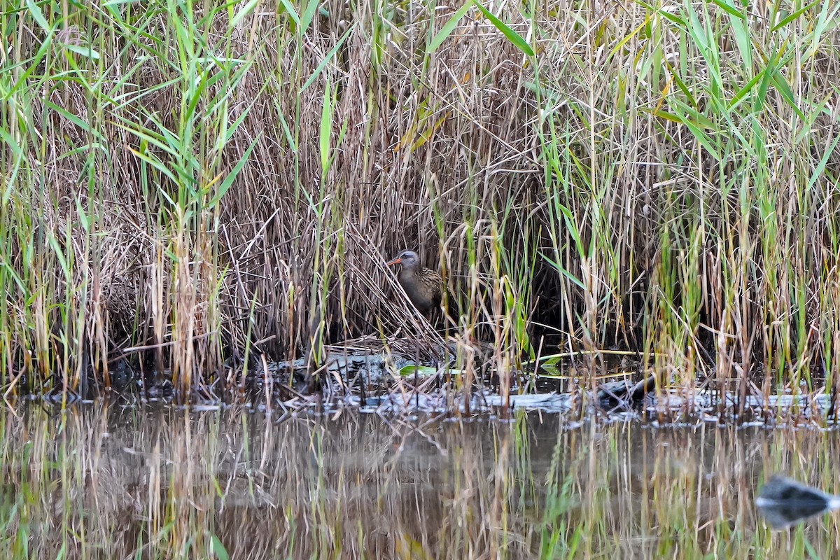 東亞秧雞 - ML643631175