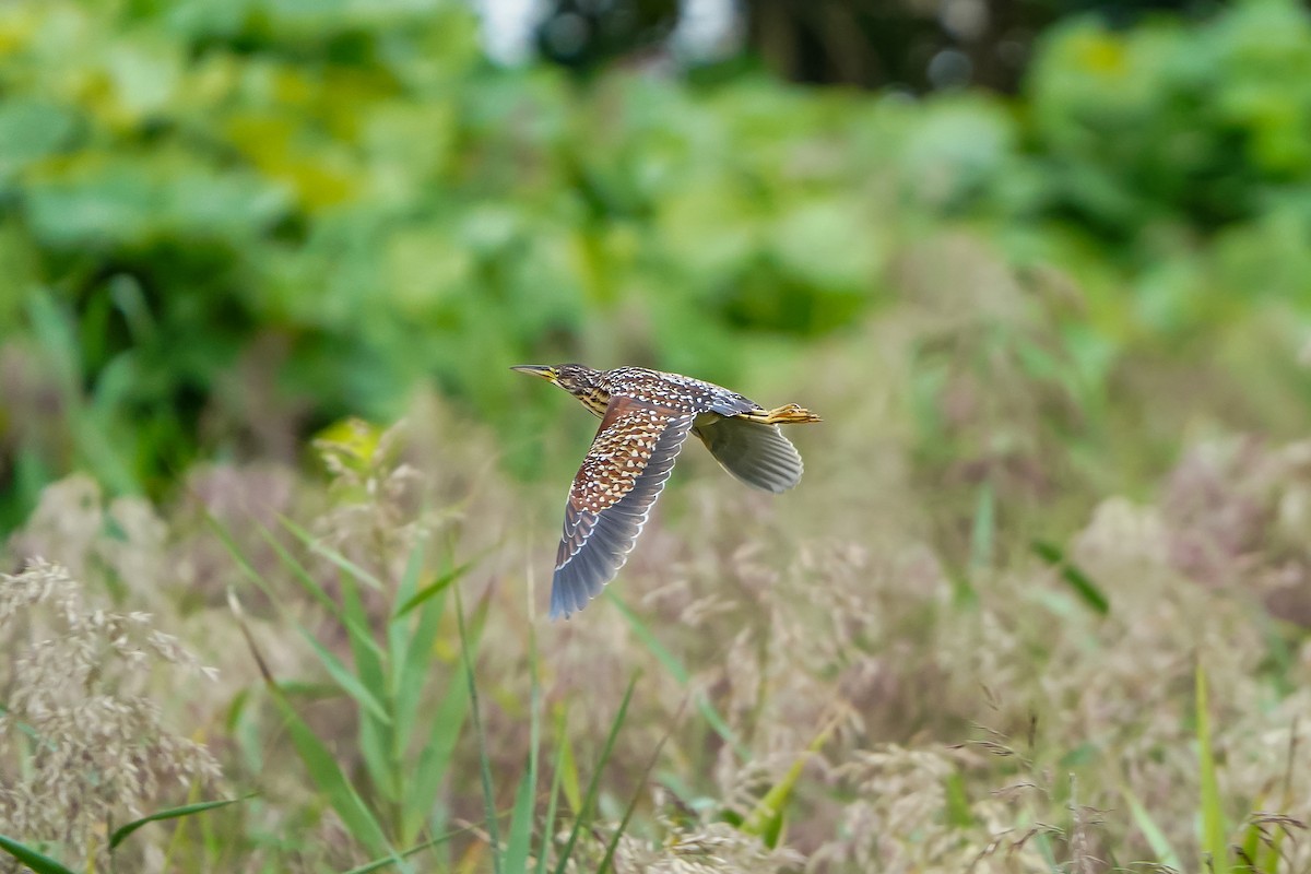 Schrenck's Bittern - ML643631176