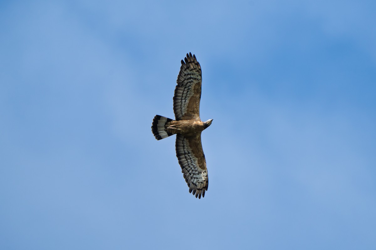 Oriental Honey-buzzard (Northern) - ML643631185