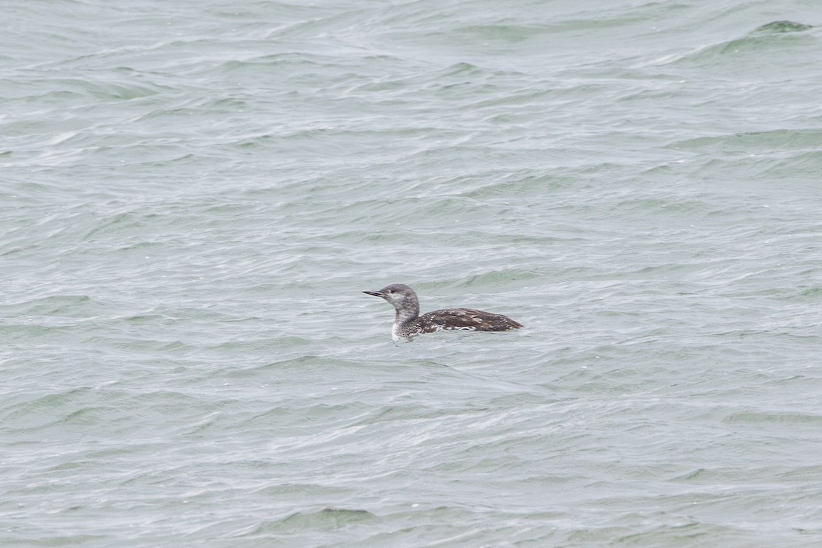 Red-throated Loon - ML643631204