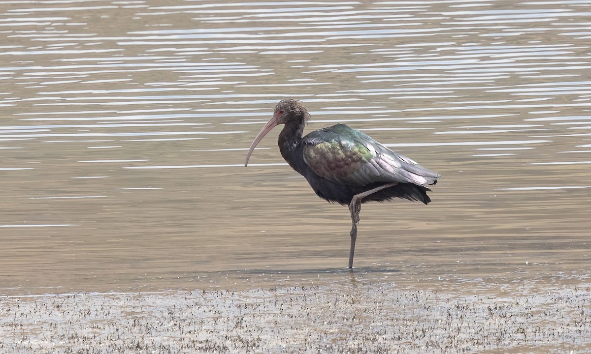 Puna Ibis - ML643631205