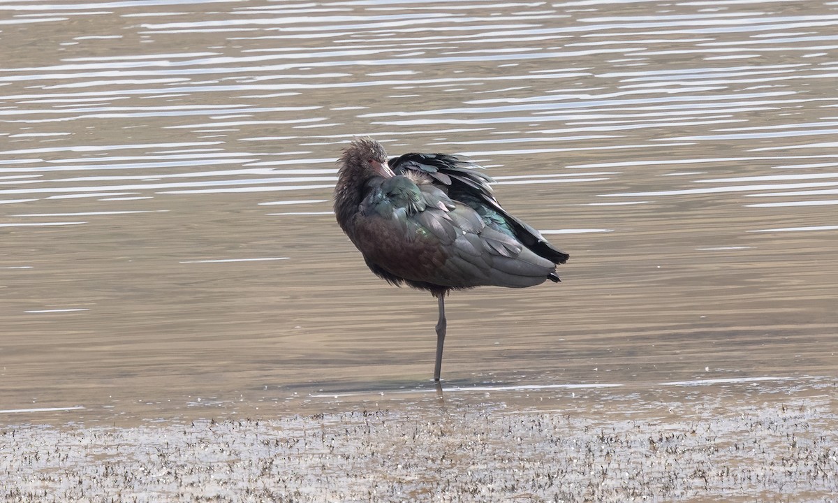Puna Ibis - ML643631206