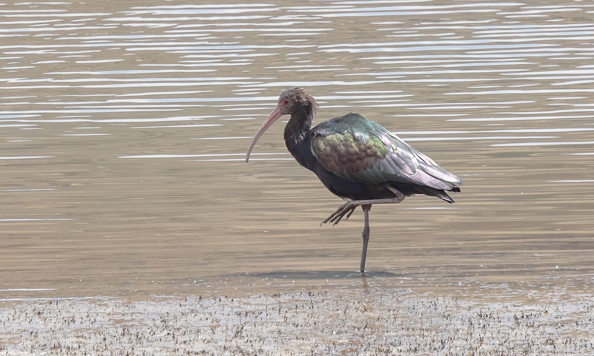 Puna Ibis - ML643631207