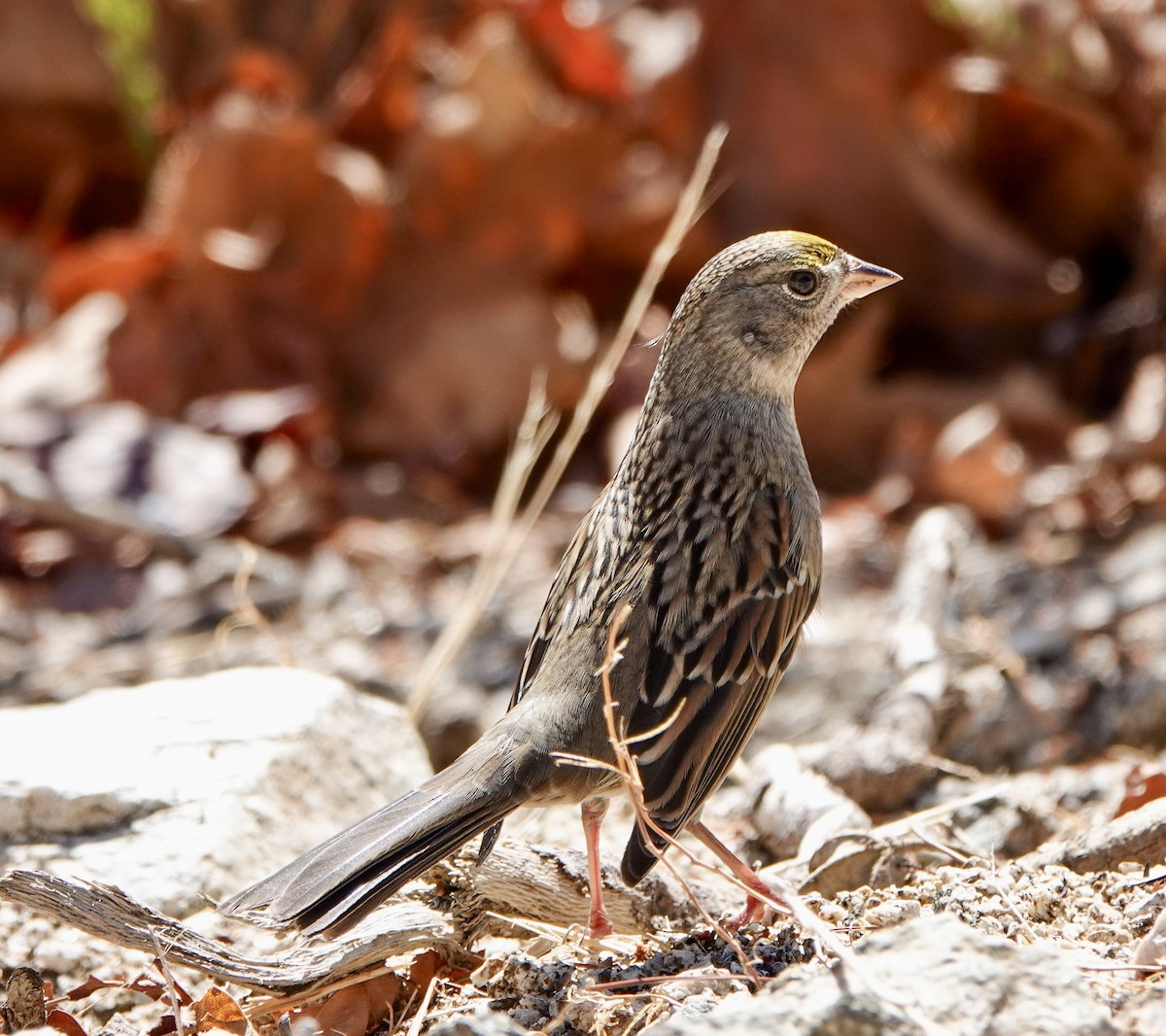 Golden-crowned Sparrow - ML643631209