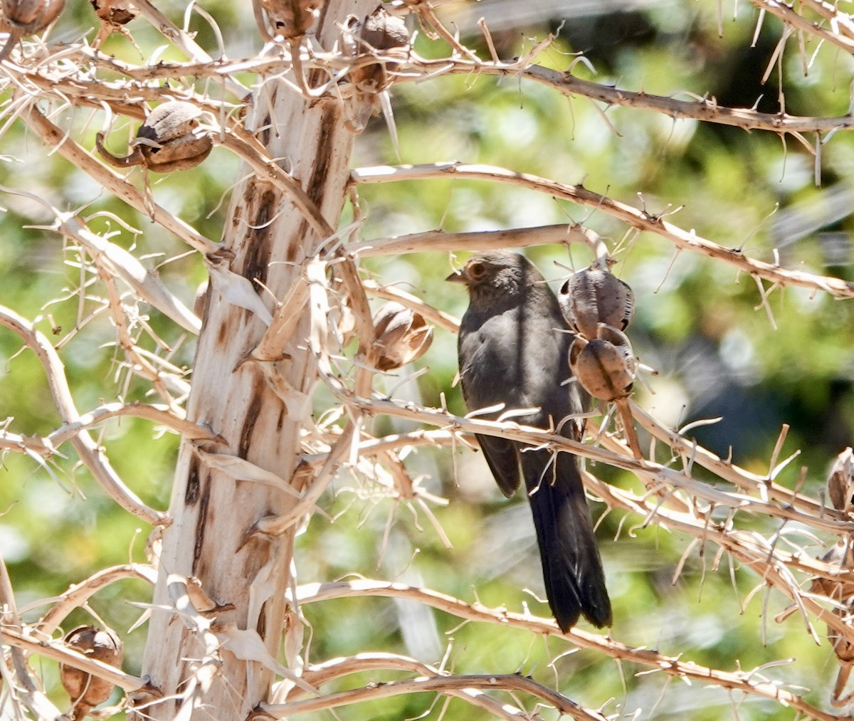 California Towhee - ML643631210