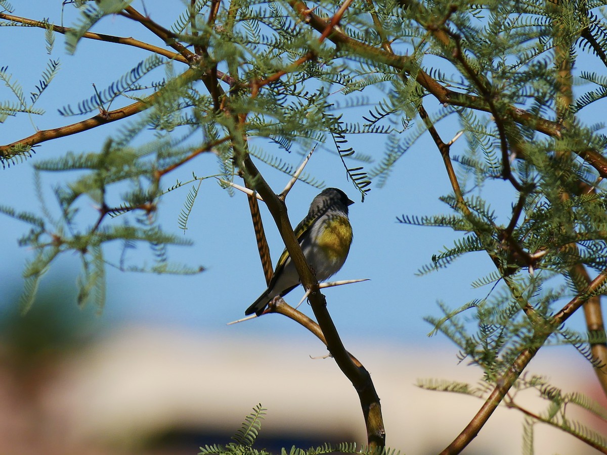 Lawrence's Goldfinch - ML643631212