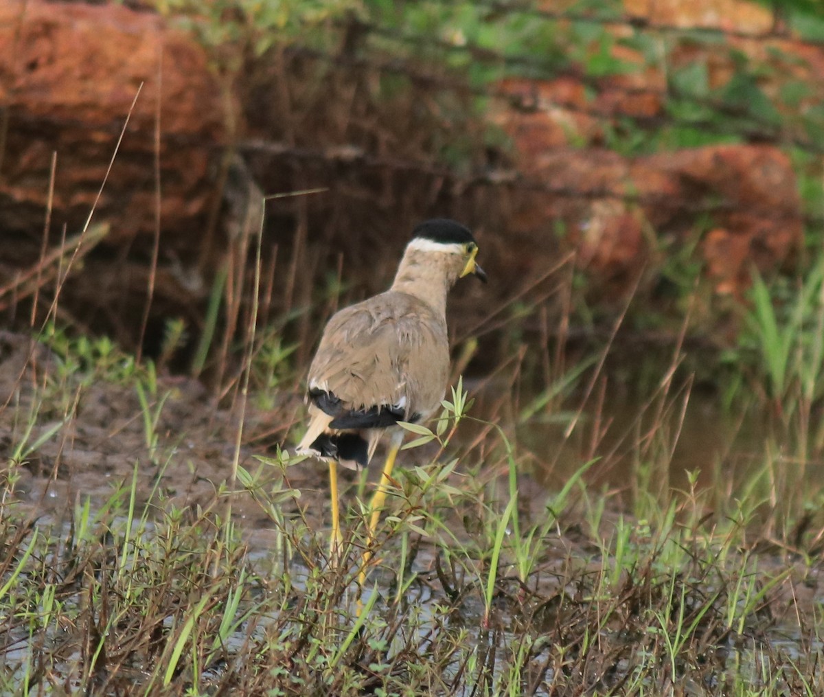 Yellow-wattled Lapwing - ML643631213