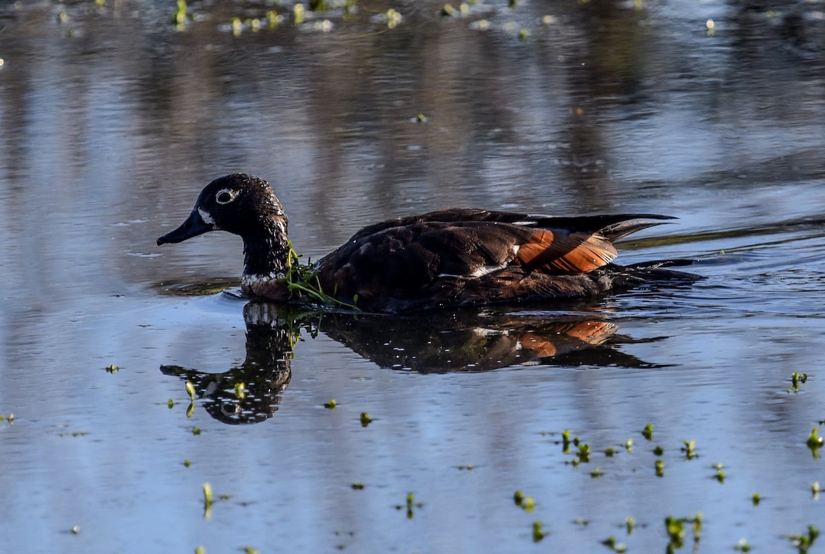 Australian Shelduck - ML643631214
