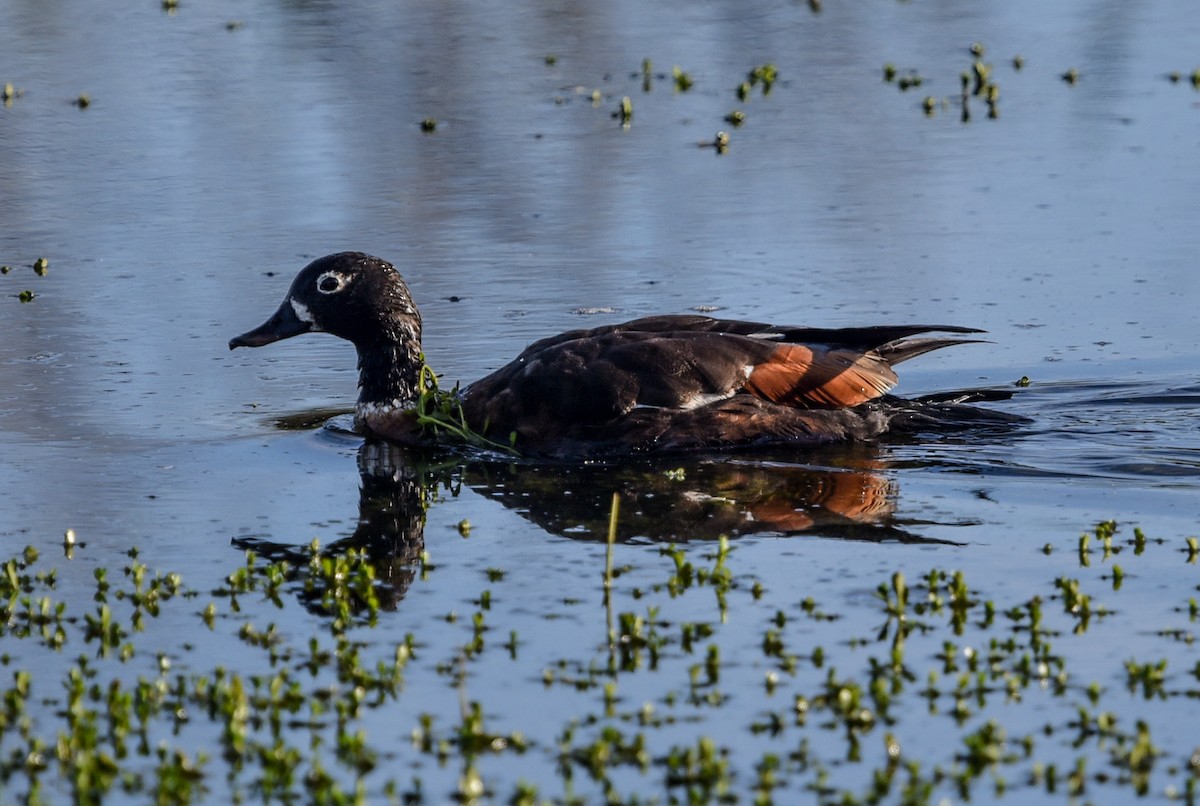 Australian Shelduck - ML643631215