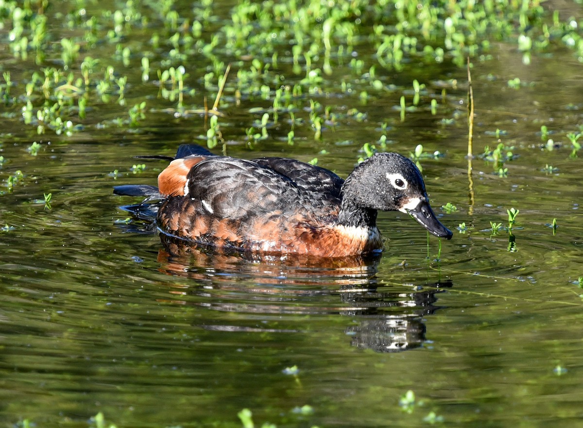 Australian Shelduck - ML643631216