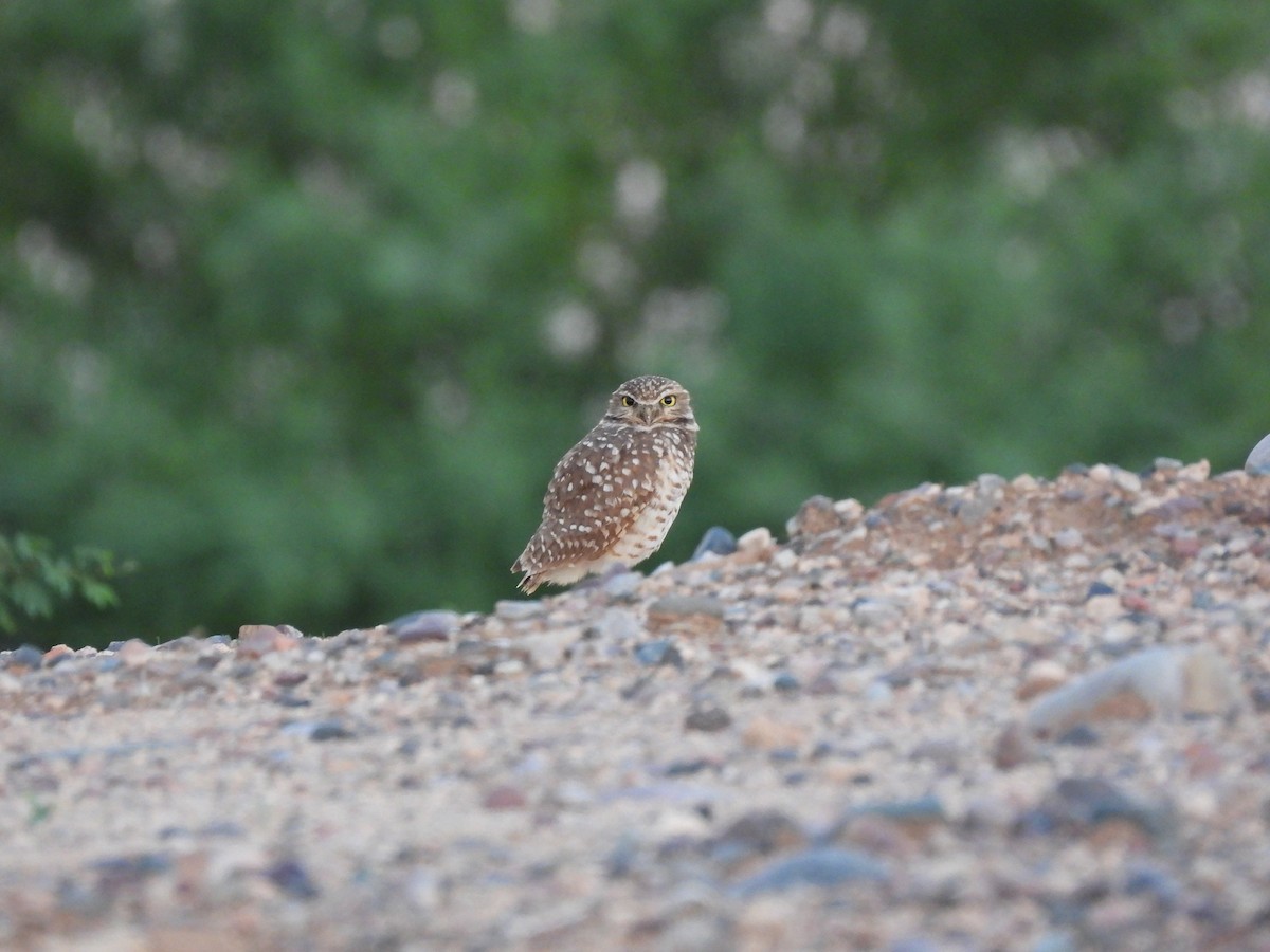 Burrowing Owl - ML643631217