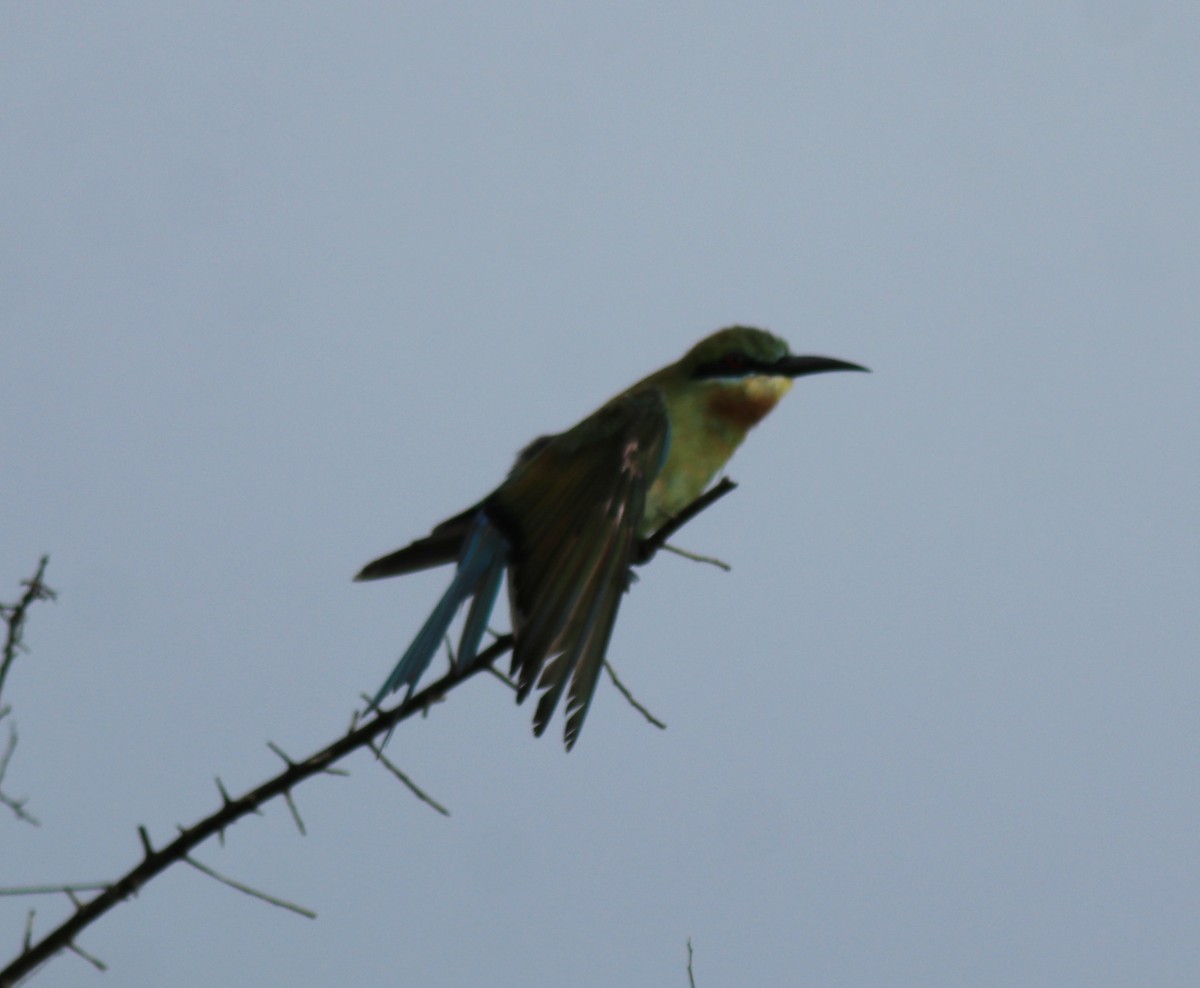 Blue-tailed Bee-eater - ML643631218