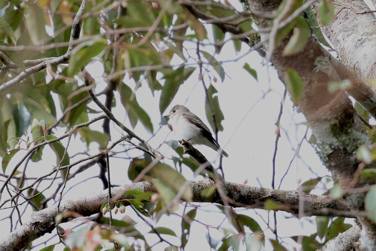 Asian Brown Flycatcher - ML643631219