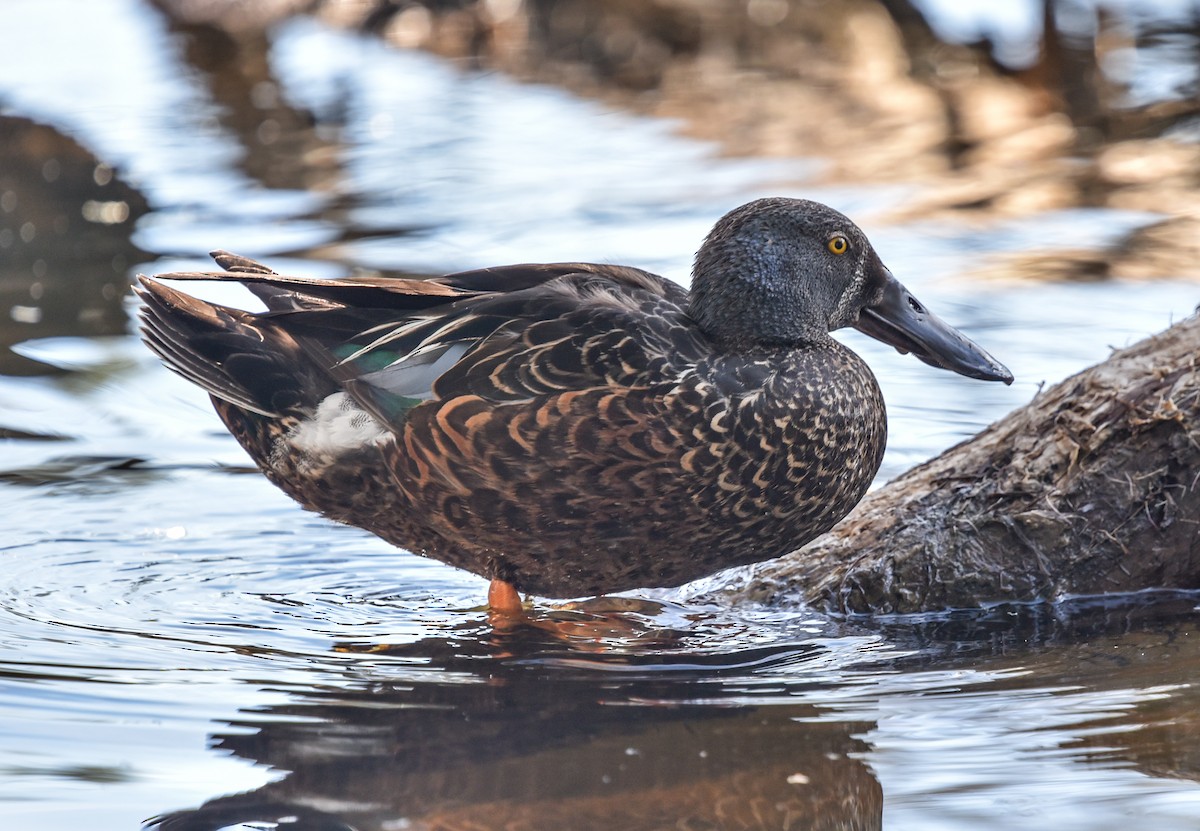 Australasian Shoveler - ML643631221