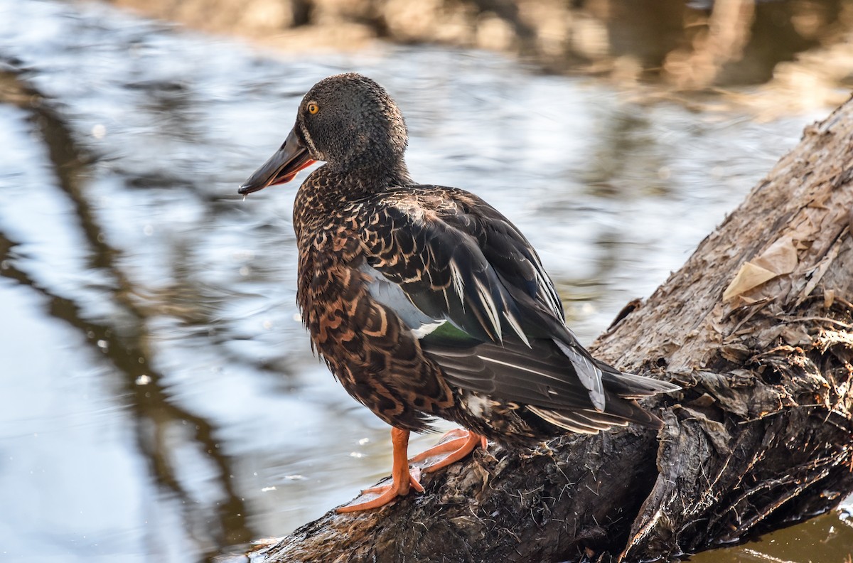 Australasian Shoveler - ML643631222