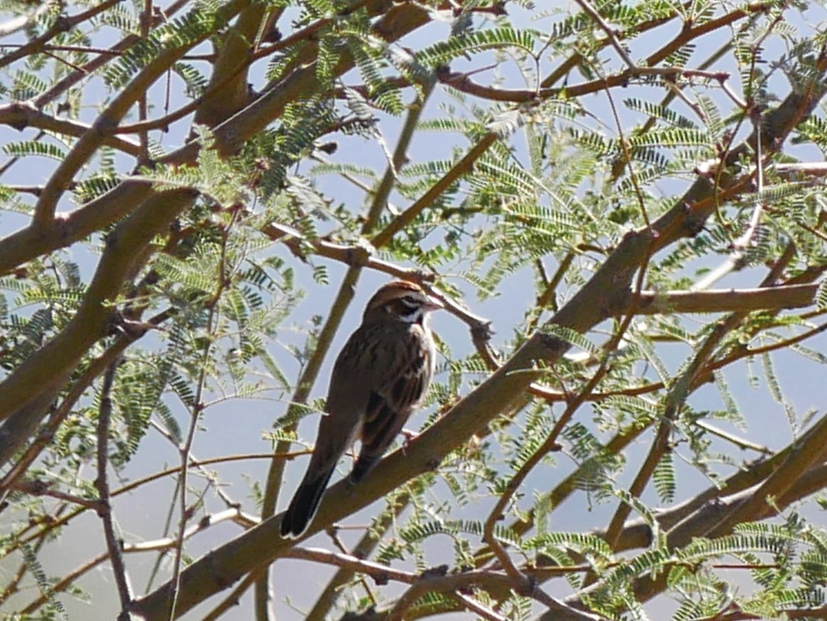 Lark Sparrow - ML643631223
