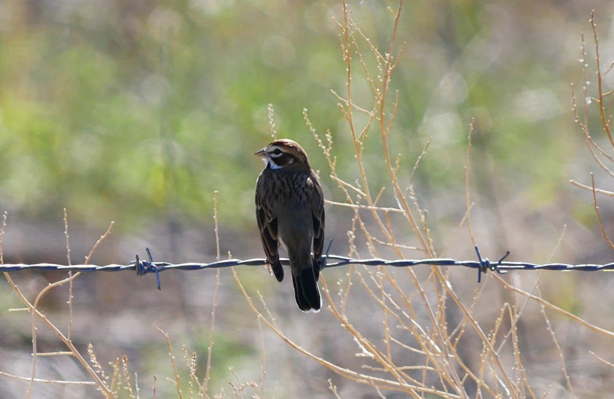Lark Sparrow - ML643631224