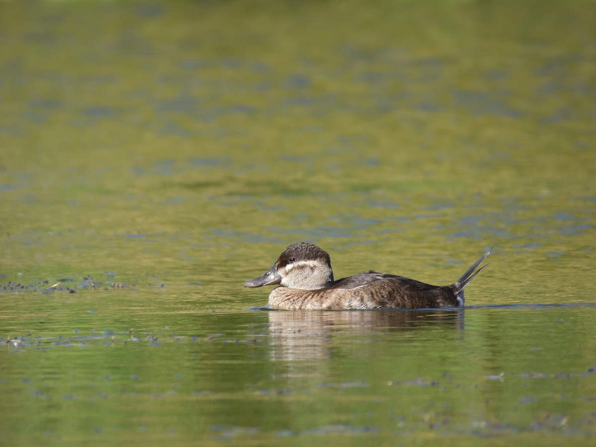Ruddy Duck - ML643631226