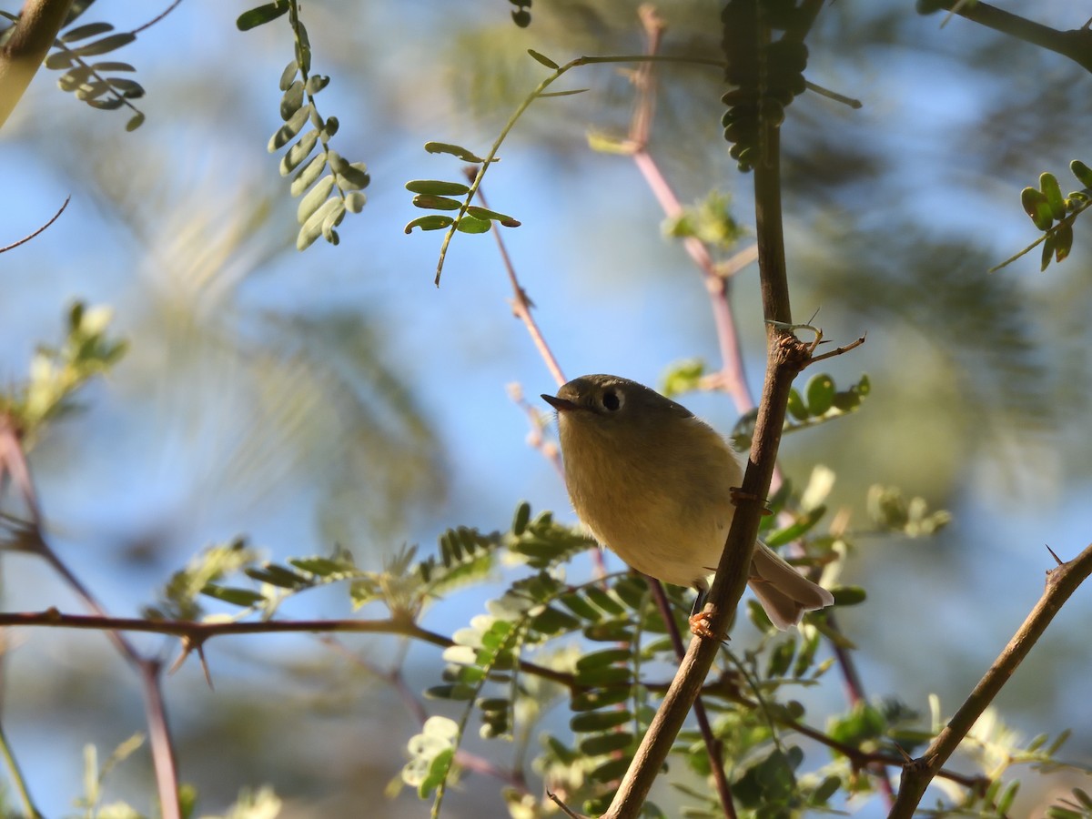 Orange-crowned Warbler - ML643631227