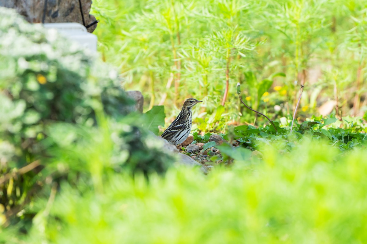 Pechora Pipit - ML643631228