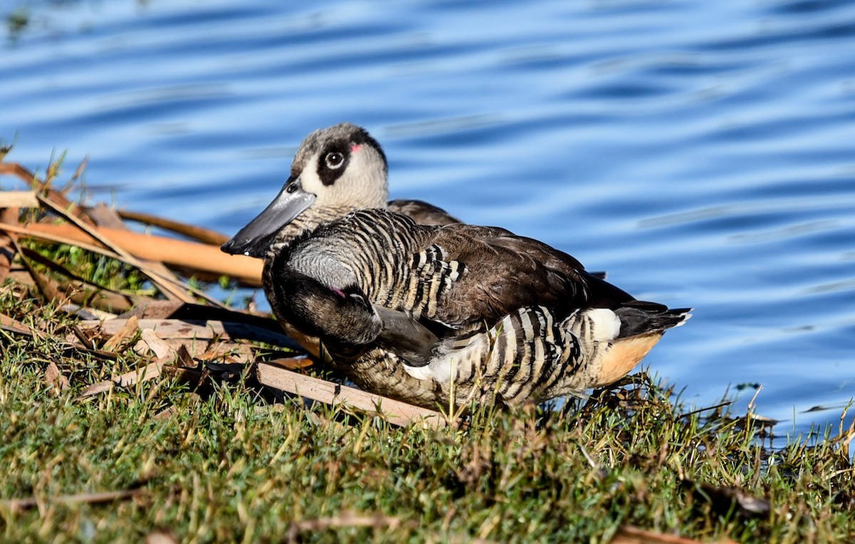 Pink-eared Duck - ML643631230