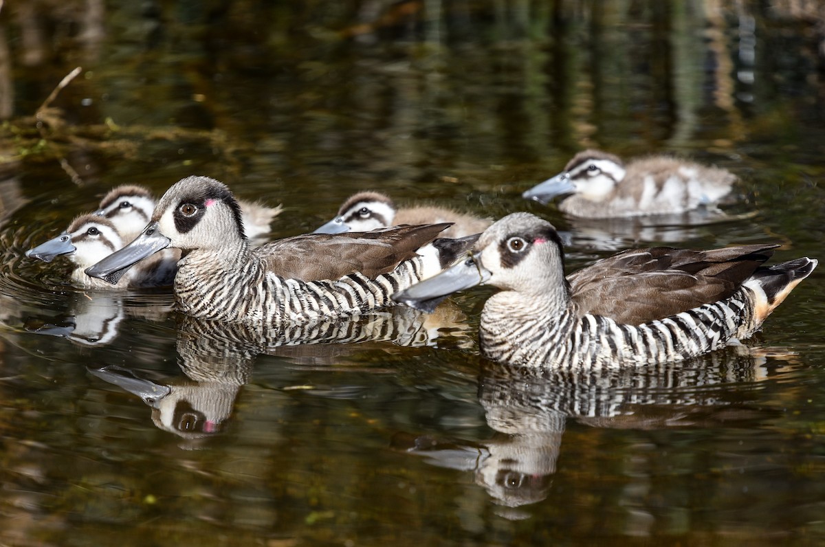 Pink-eared Duck - ML643631231