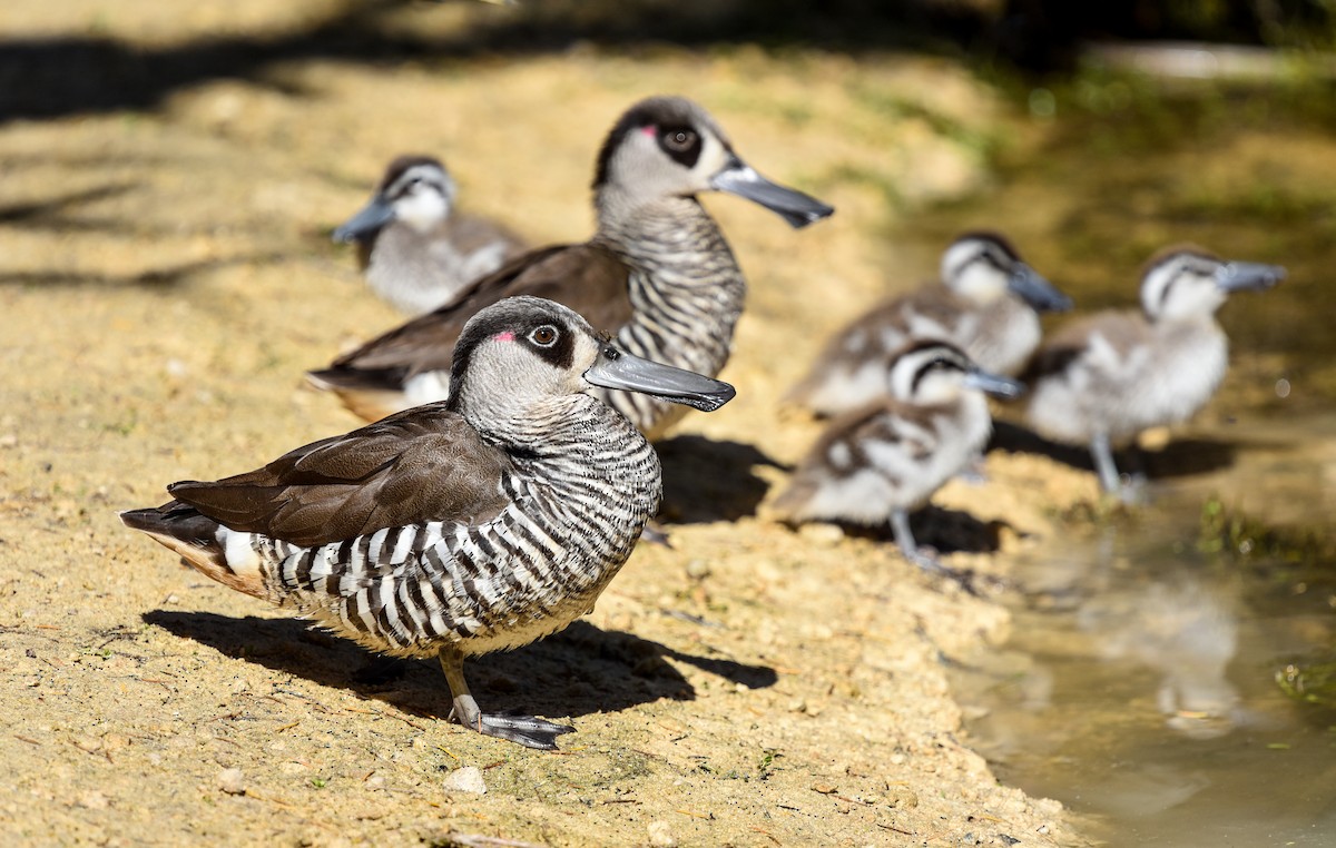 Pink-eared Duck - ML643631232