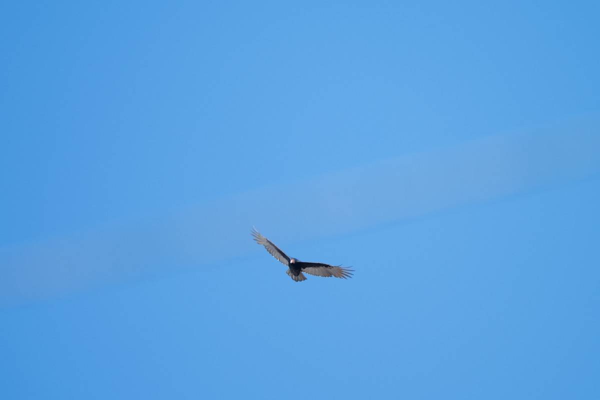 Turkey Vulture - ML643631233