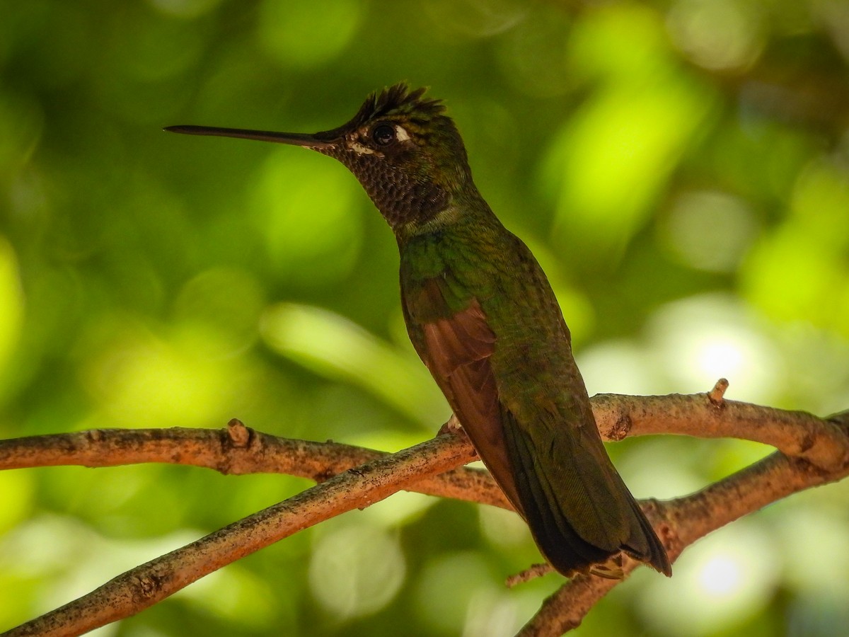 Rivoli's Hummingbird - ML643631239
