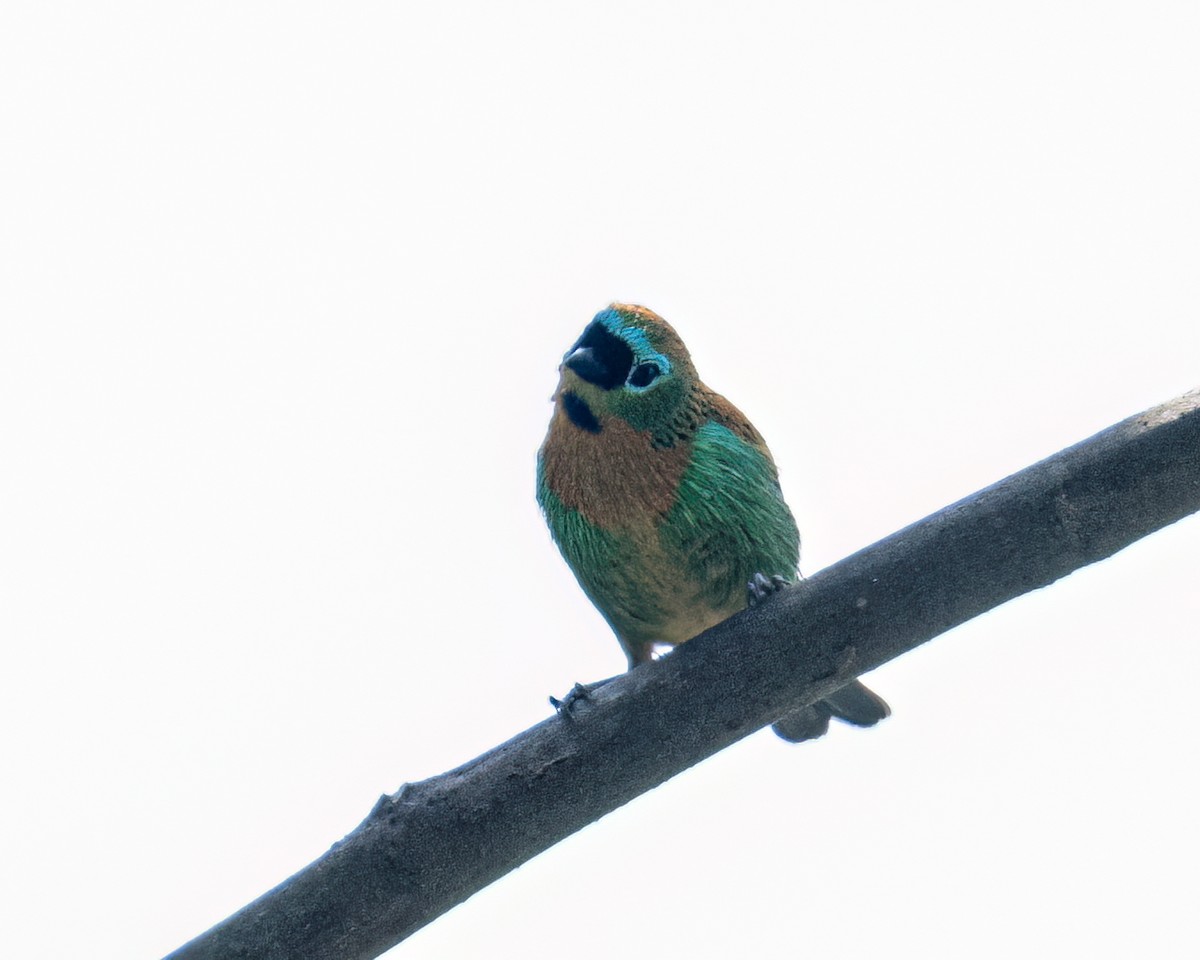Brassy-breasted Tanager - ML643631240