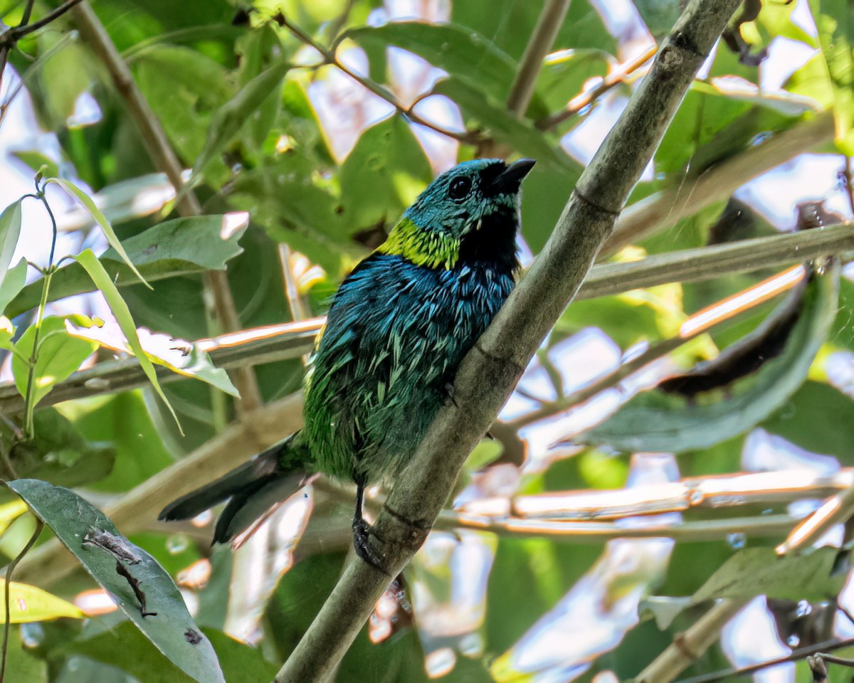 Green-headed Tanager - ML643631248
