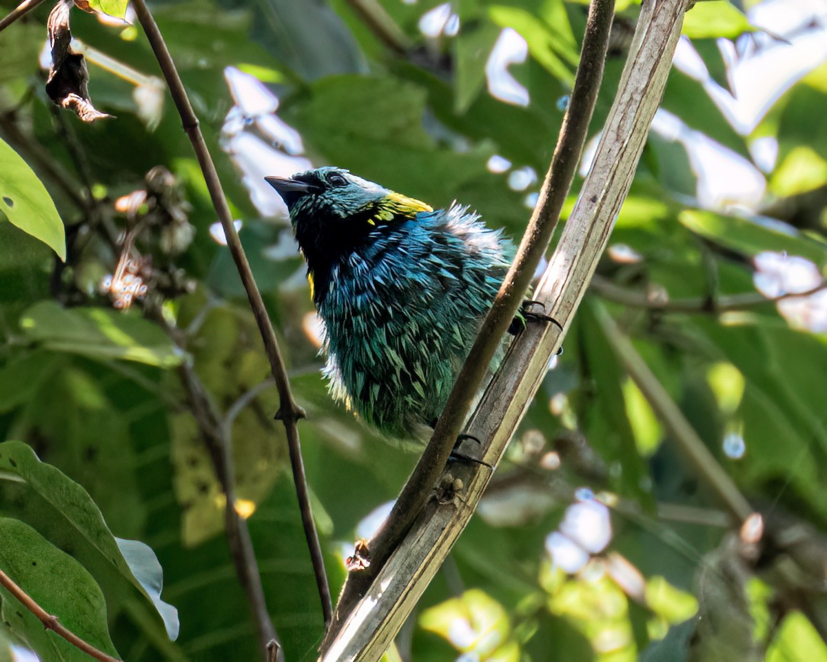 Green-headed Tanager - ML643631249