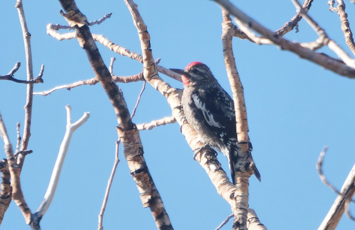 Red-naped/Red-breasted Sapsucker - ML643631256