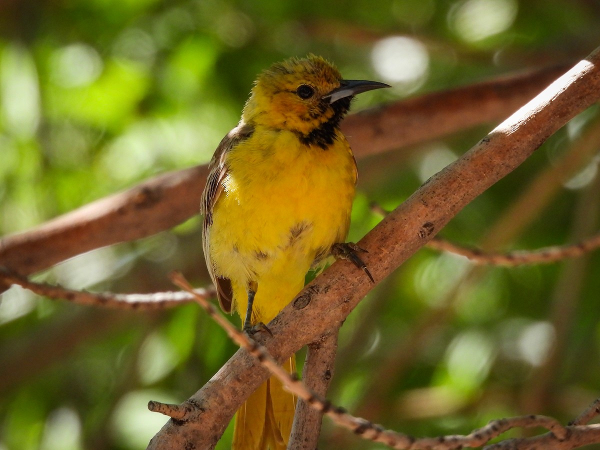 Oriole masqué - ML643631262
