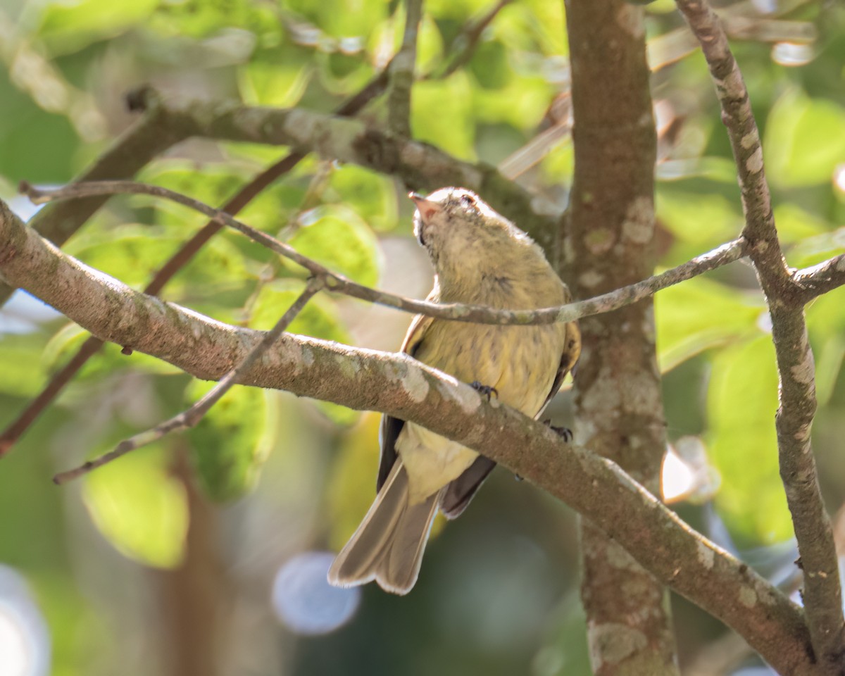 Rough-legged Tyrannulet - ML643631263