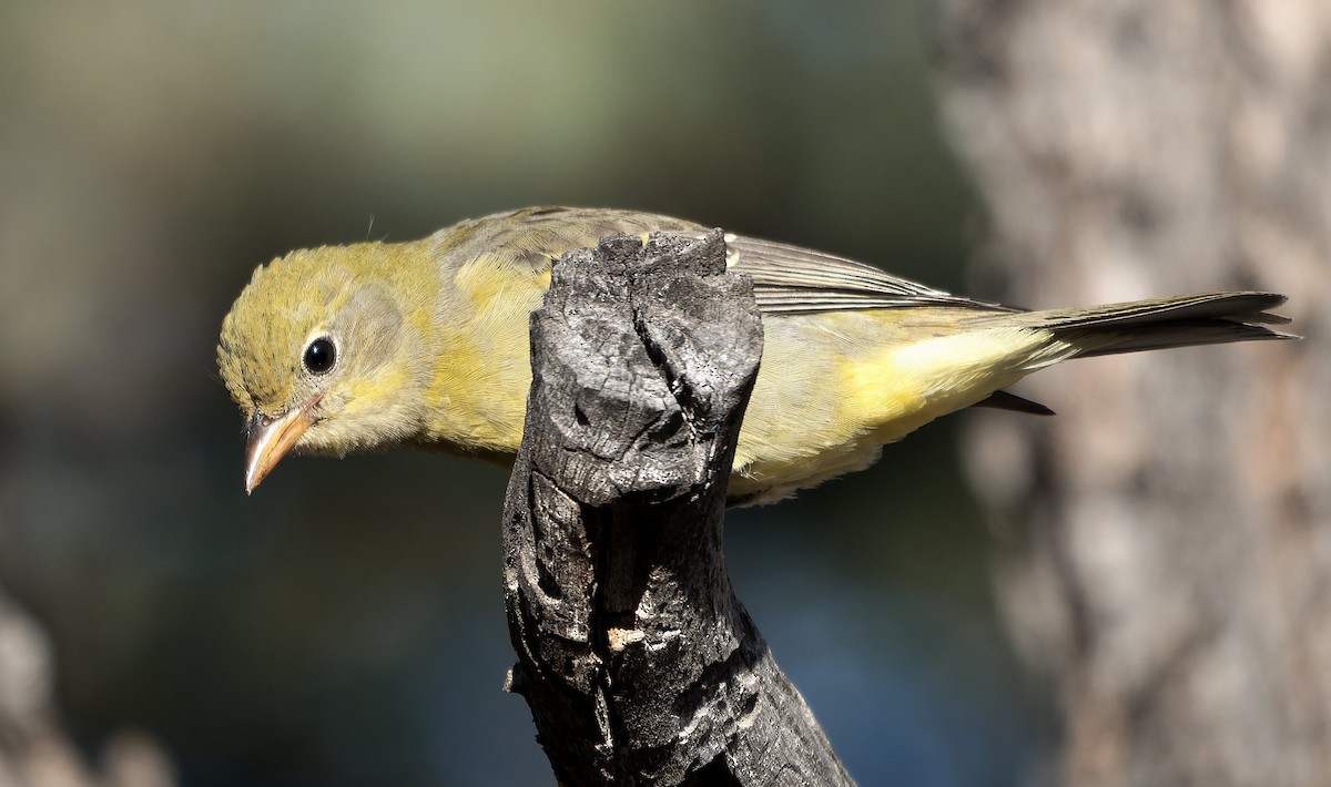 Western Tanager - ML643631264