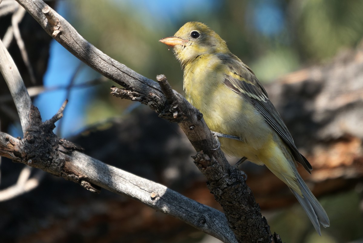 Western Tanager - ML643631265