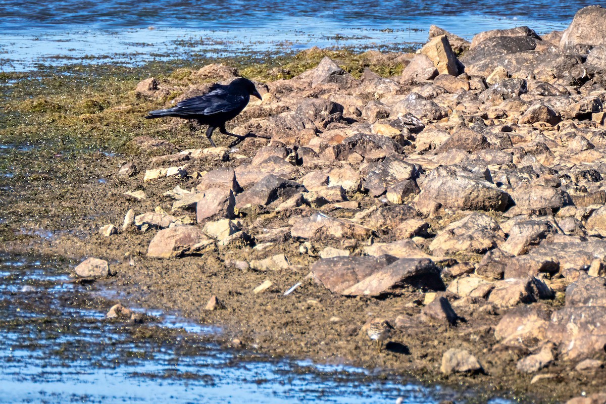 American Crow - ML643631266