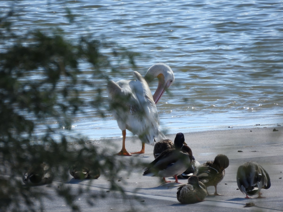 American White Pelican - ML643631277