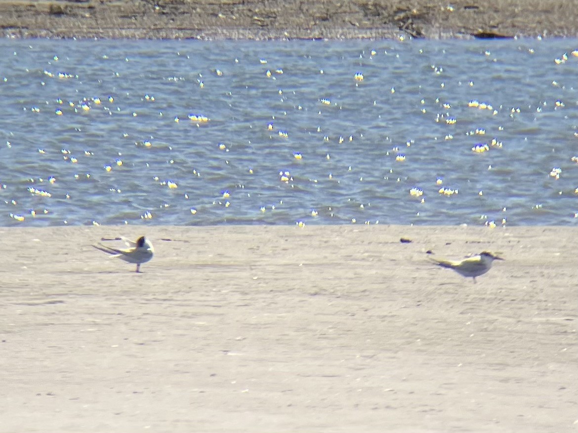 Little Tern - ML643631278