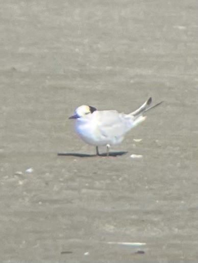 Little Tern - ML643631279