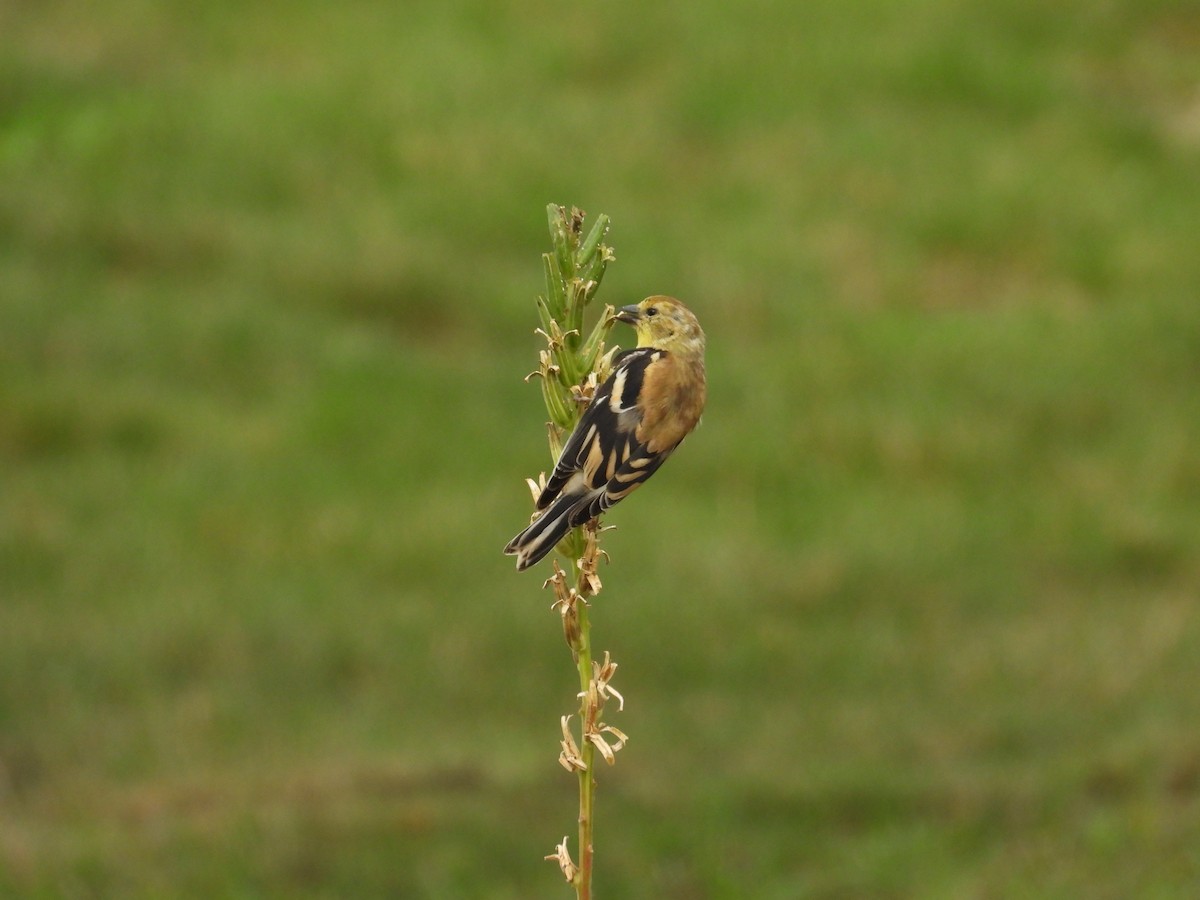 American Goldfinch - ML643631289