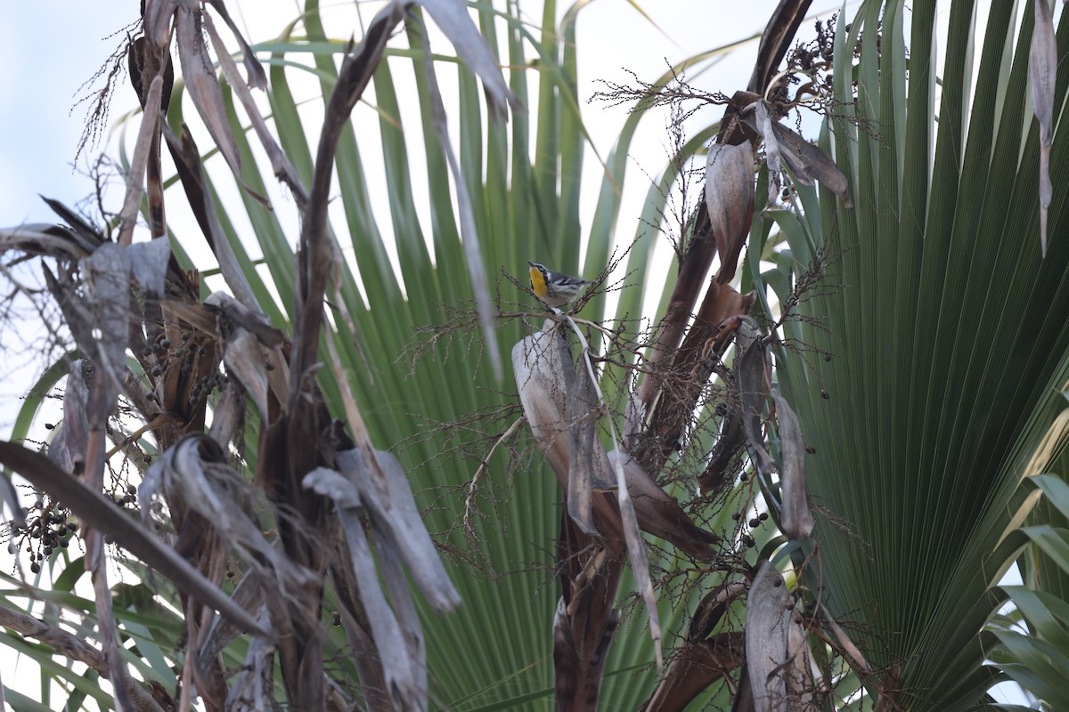 Yellow-throated Warbler - ML643631290