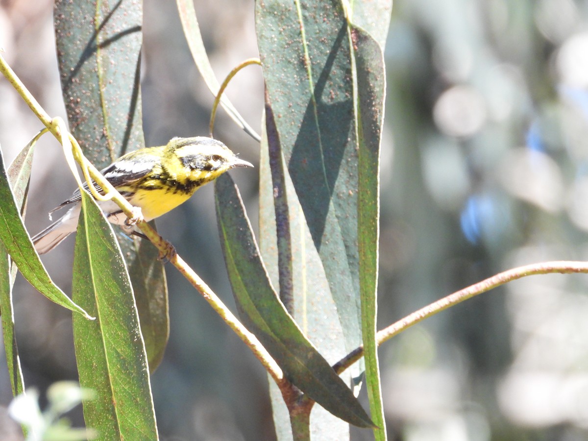 Townsend's Warbler - ML643631291